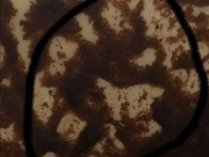 Гадание на кофейной гуще в Славянске-на-Кубани